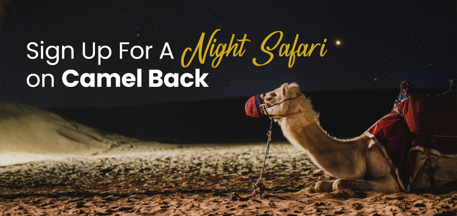 Sign Up For A Night Safari On Camel Back