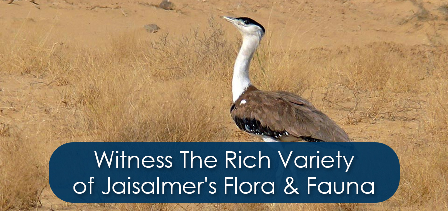 Witness The Rich Variety Of Jaisalmer's Flora and Fauna