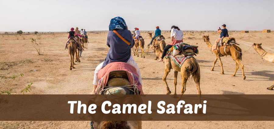 The Camel Safari