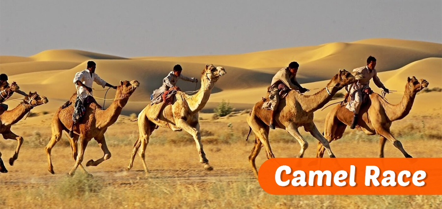 Camel Race