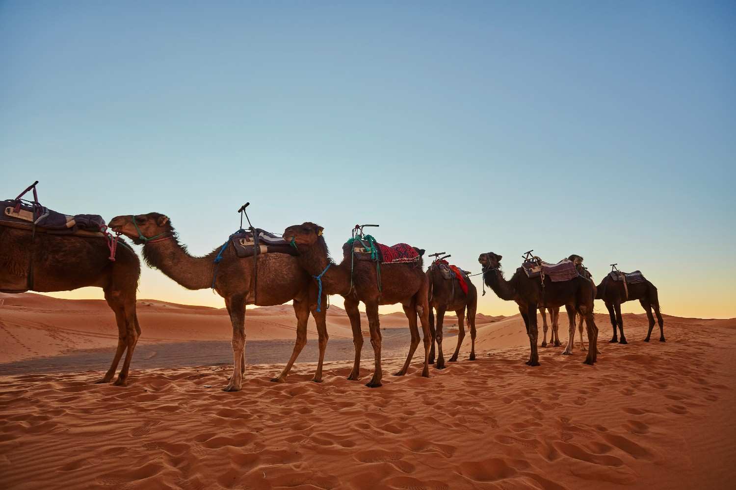 Camp in Jaisalmer